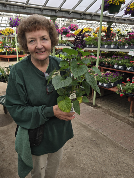 woman holding a potted plant, smiling in front of other plants for sale in greenhouse